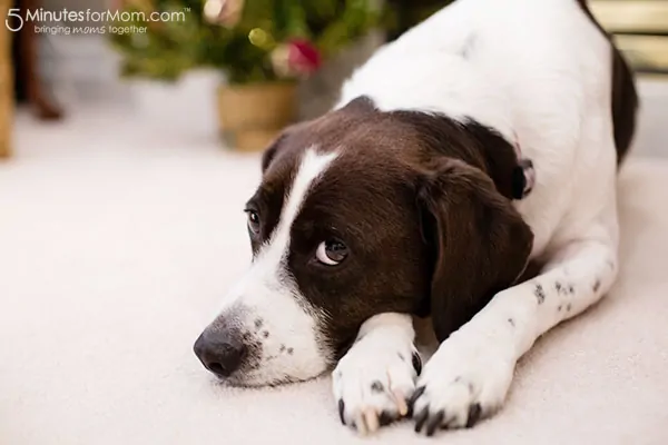 holiday-cleaning-dog