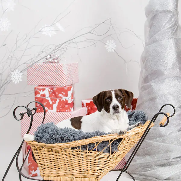 Reluctant Reindeer