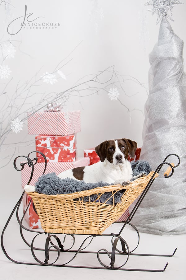 Christmas dog photo