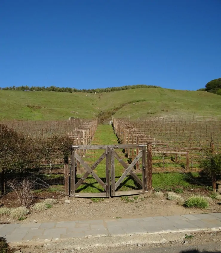 Skywalker Ranch Vineyards