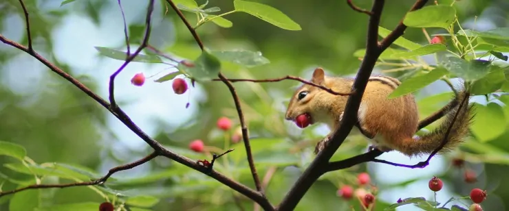 city-wildlife-rescue