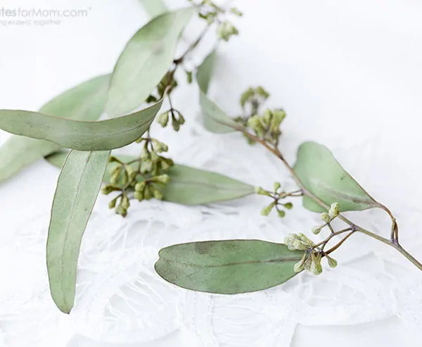 How to Transform Your Daily Shower into a Eucalyptus Spa Experience