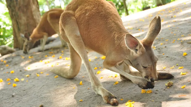 Animal Kingdom Backstage Tales Kangaroo