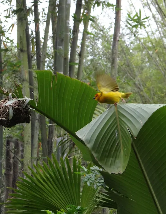 Disney's Animal Kingdom open aviary - Bird in flight