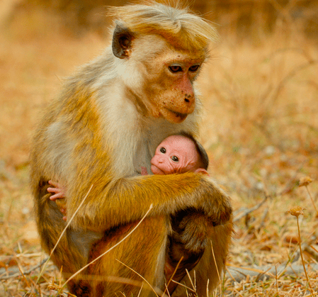 5 Reasons To See Disneynature S Monkey Kingdom Monkeykingdomevent