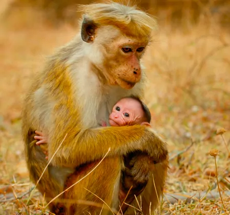 5 Reasons to see Disneynature’s Monkey Kingdom – #MonkeyKingdomEvent #Giveaway