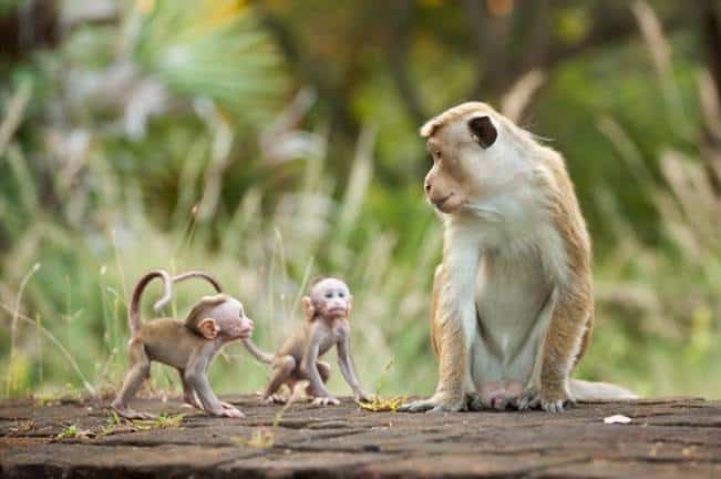 Monkey Kingdom - Baby Monkeys