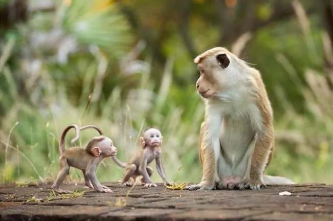 Monkey Kingdom - Baby Monkeys