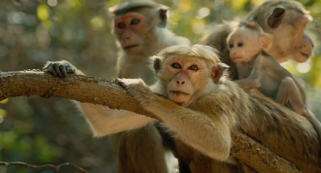 Monkey Kingdom - Monkeys in Tree