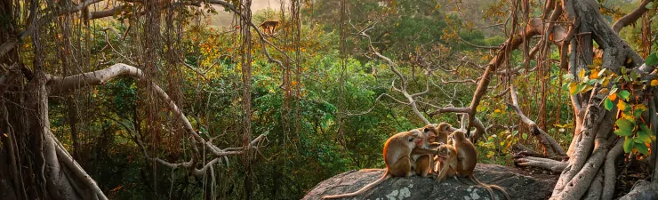 Monkey Kingdom - Sri Lanka