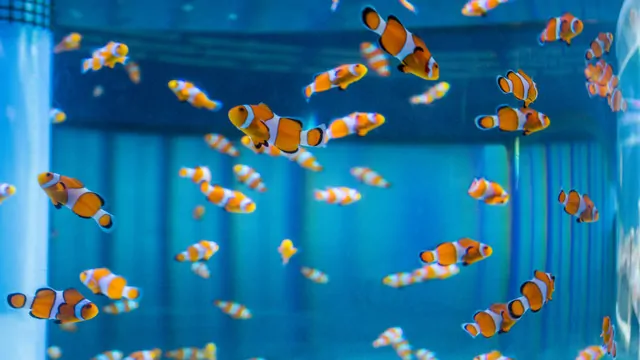 The Seas with Nemo and Friends - Nemo - Photo Credit Disney Parks