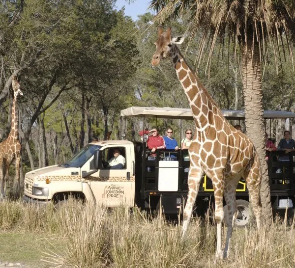 Culture, Food and Animals Galore at Disney’s Animal Kingdom Lodge – #MonkeyKingdomEvent