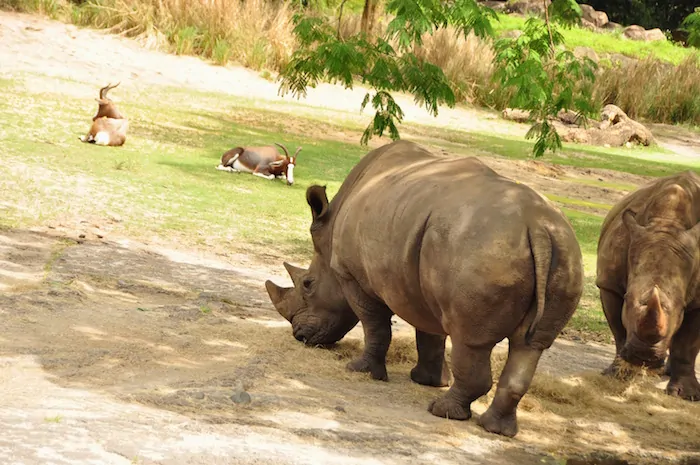 Wild Africa Trek - Black Rhino