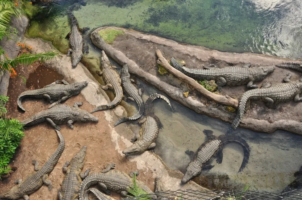 Wild Africa Trek - Croc Pit