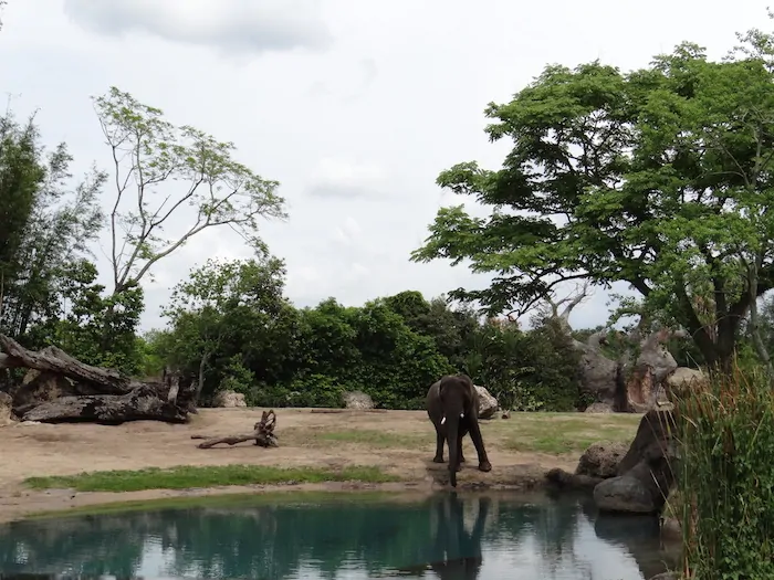 Wild Africa Trek - Elephant