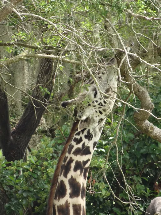 Wild Africa Trek - Giraffe Close Up