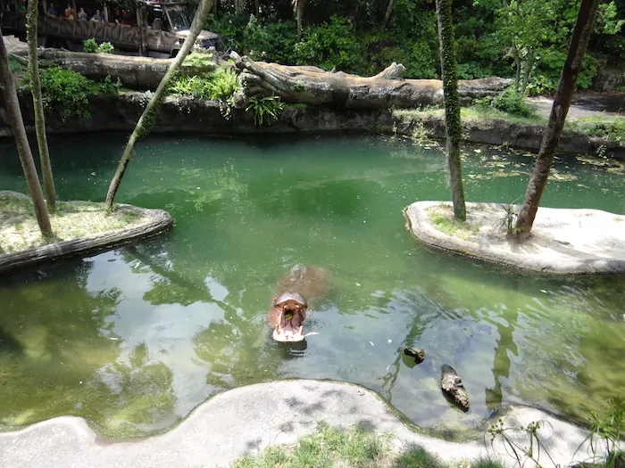 Wild Africa Trek - Hippo Enclosure