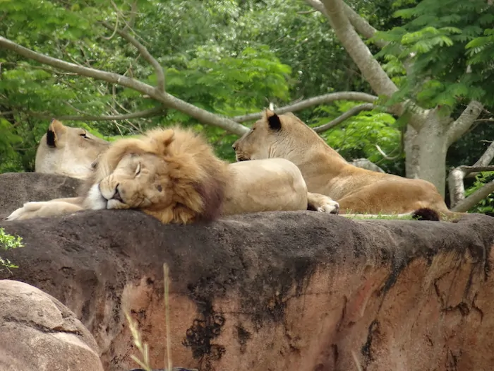 Wild Africa Trek - Lions