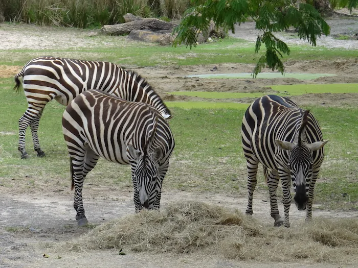 Wild Africa Trek - Zebra