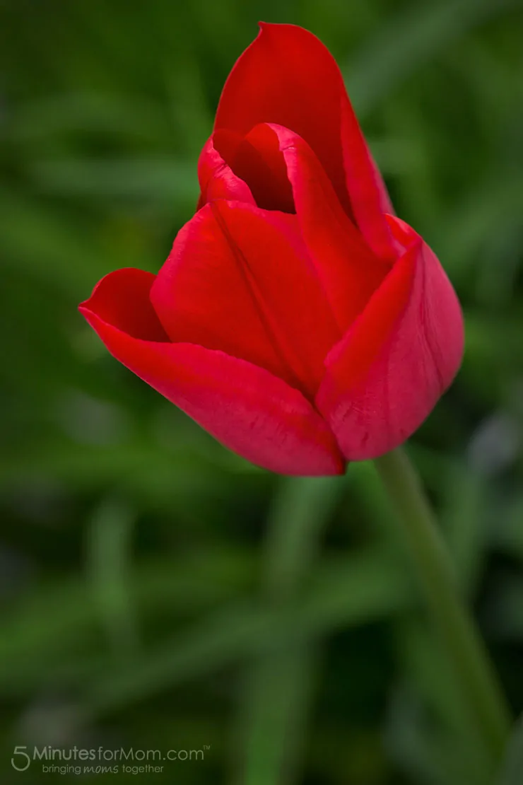 spring tulip