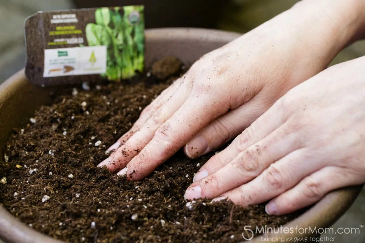 Planting Seeds In Pot