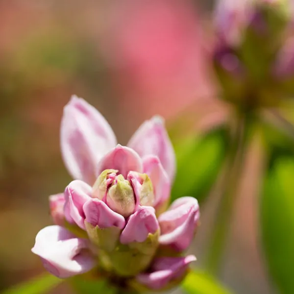 Wordless Wednesday — A Splash of Rhododendron Pink