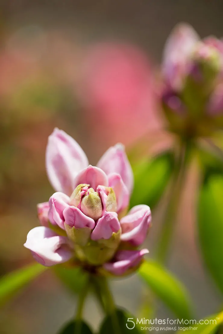 rhododendron flower