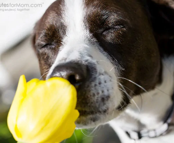 Wordless Wednesday — Go On, Smell the Flowers