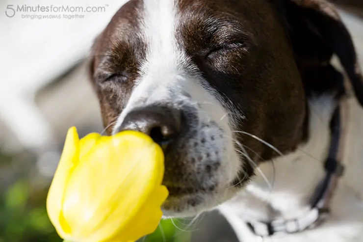 dog-smelling-flowers