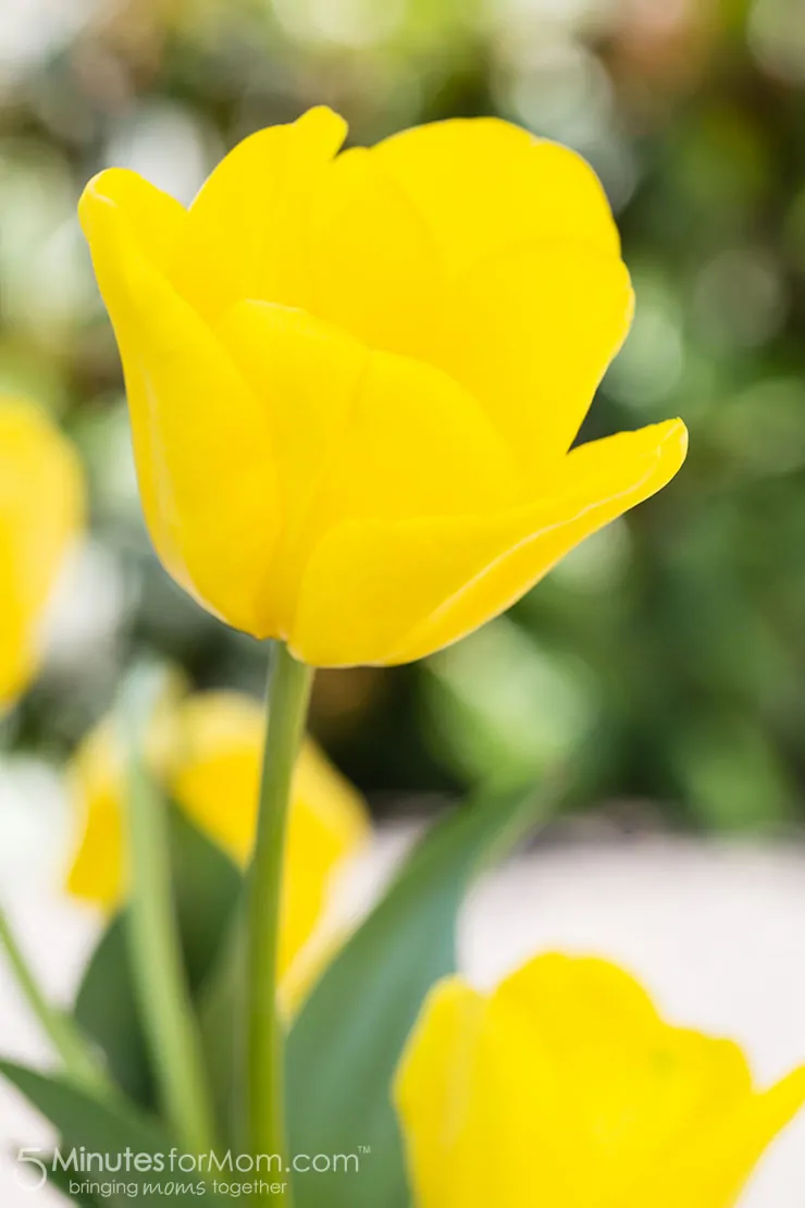 yellow tulips