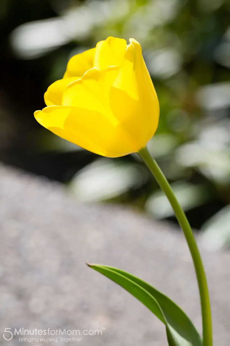 yellow tulip