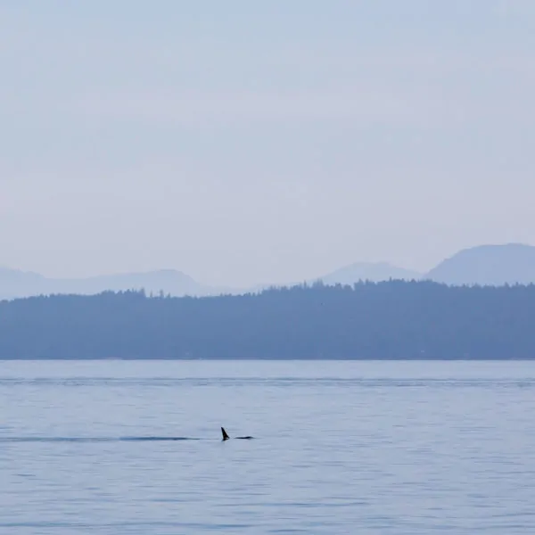 Wordless Wednesday – Killer Whales in the Pacific Ocean