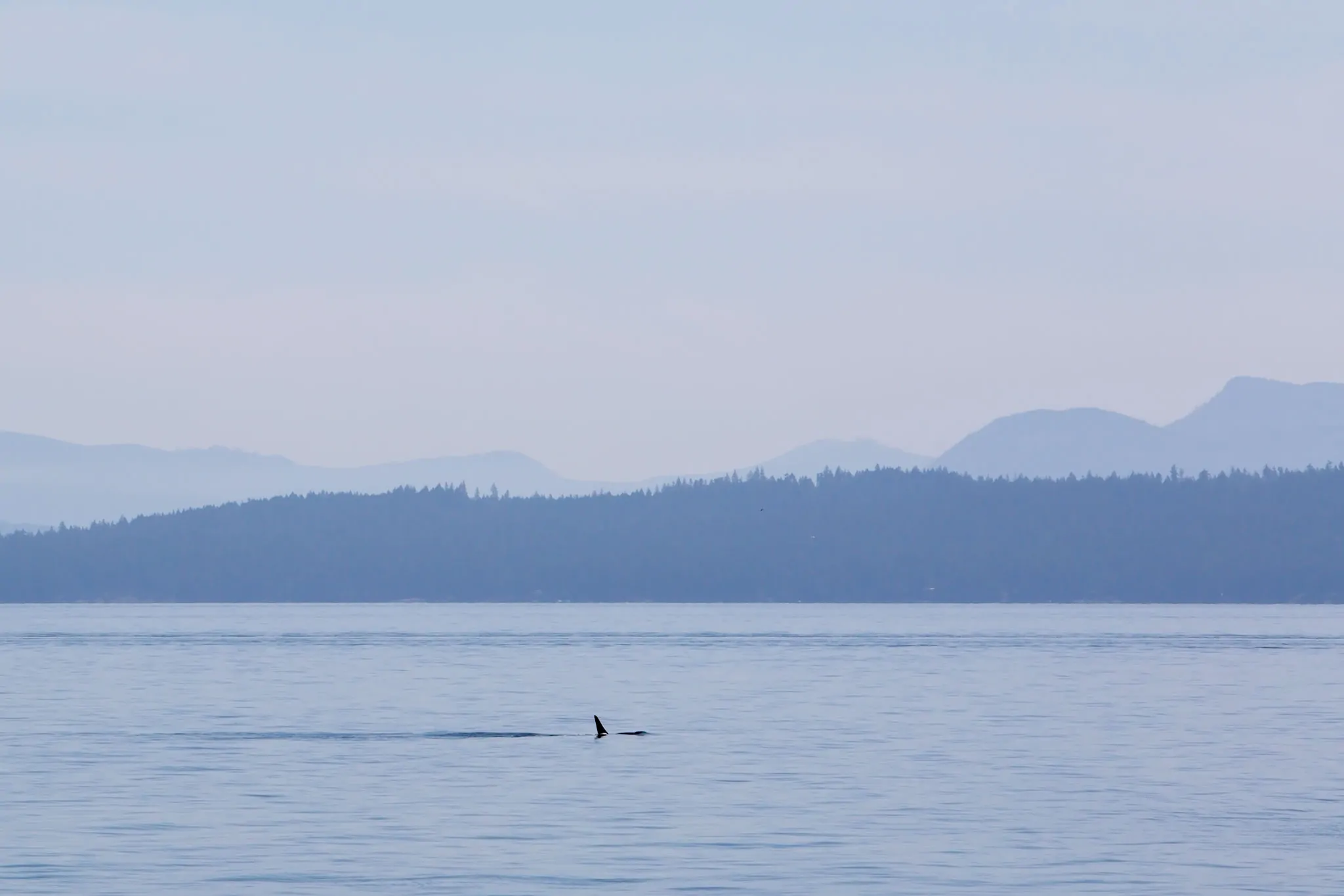 killer whales pacific ocean