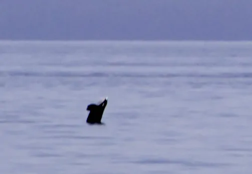 killer whales pacific ocean