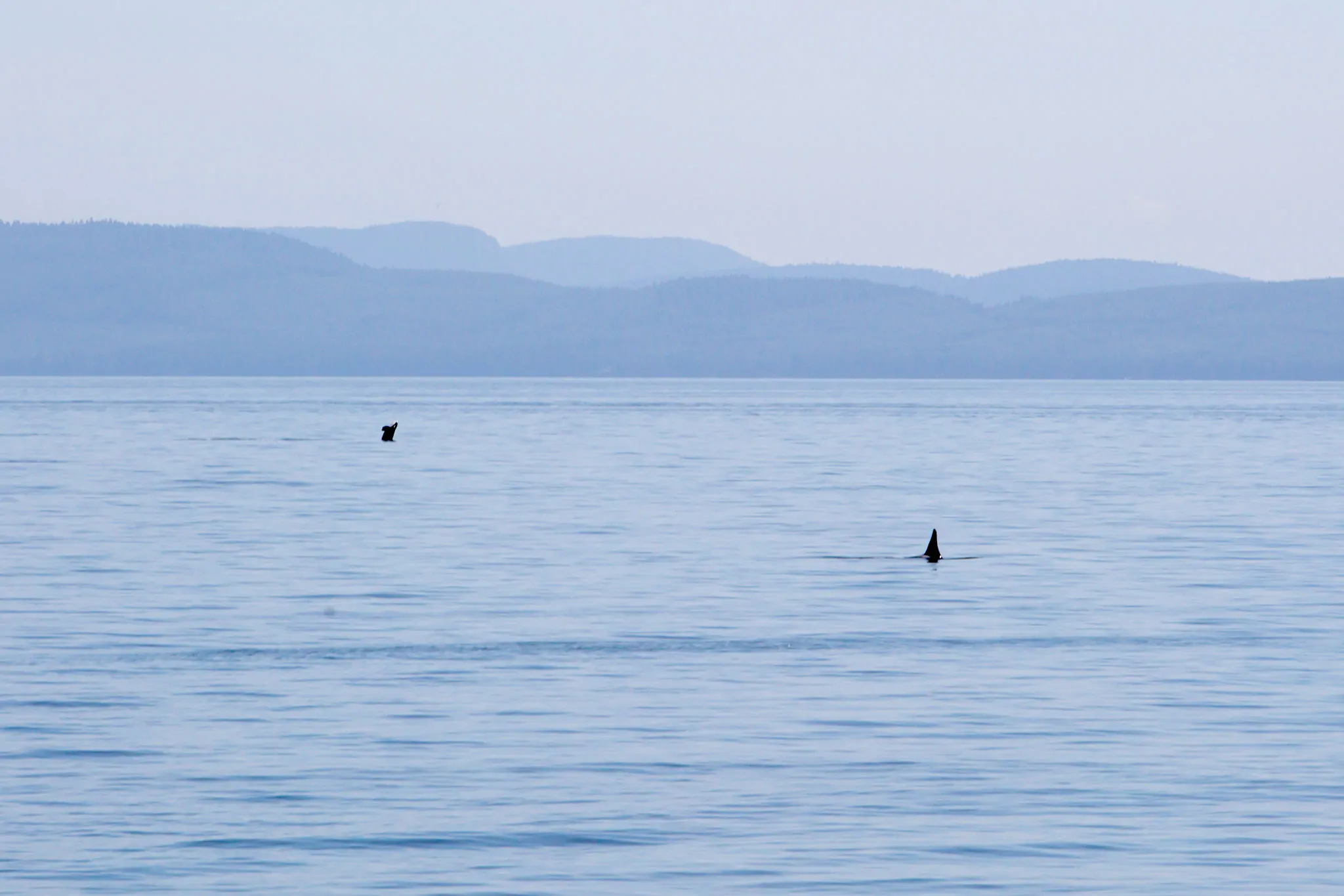 killer whales pacific ocean