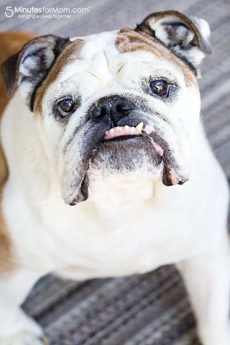 English Bulldog