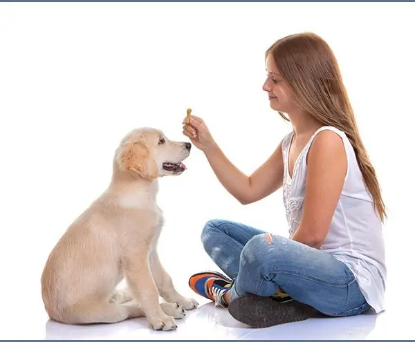 Kids Teaching Dogs Tricks: Is Your Dog or Your Child Learning More?