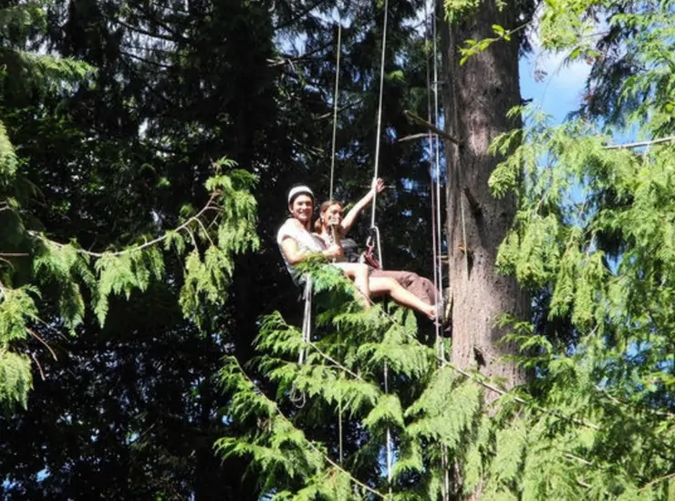 Tree Climbing LivingSocial