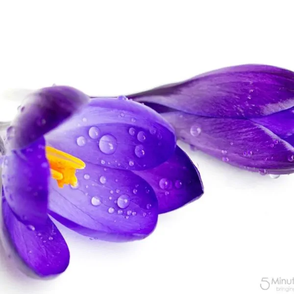 Wordless Wednesday – Crocus