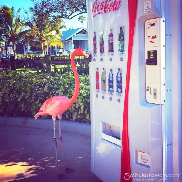 Wordless Wednesday – This Pink Flamingo Wants a Coke