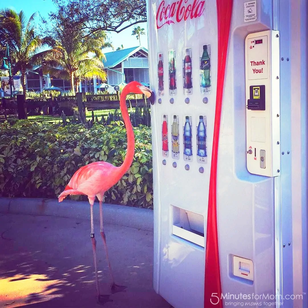 pink flamingo buying a coca-cola