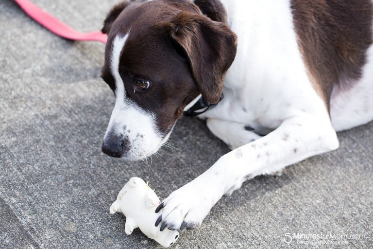 AJ found a toy
