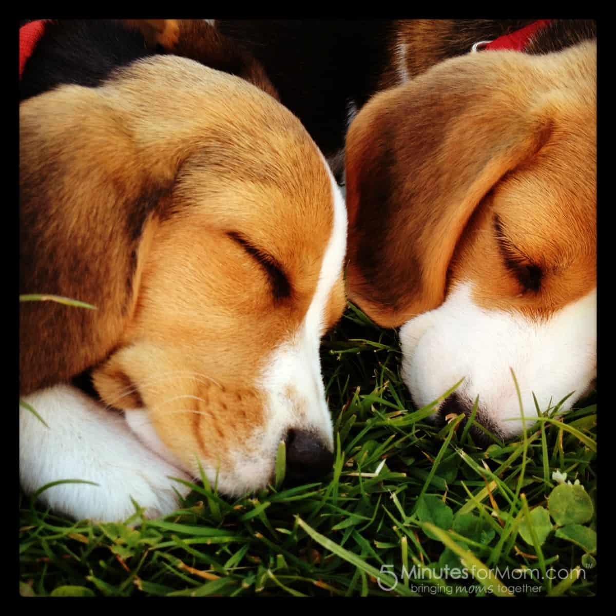 Adorable Puppies