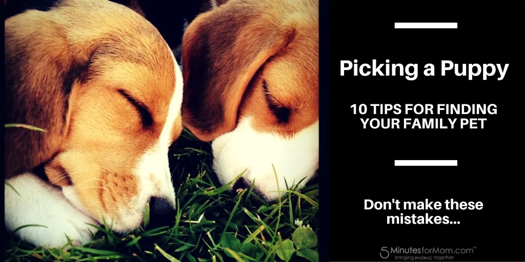 Picking a puppy - 10 tips for finding your family pet