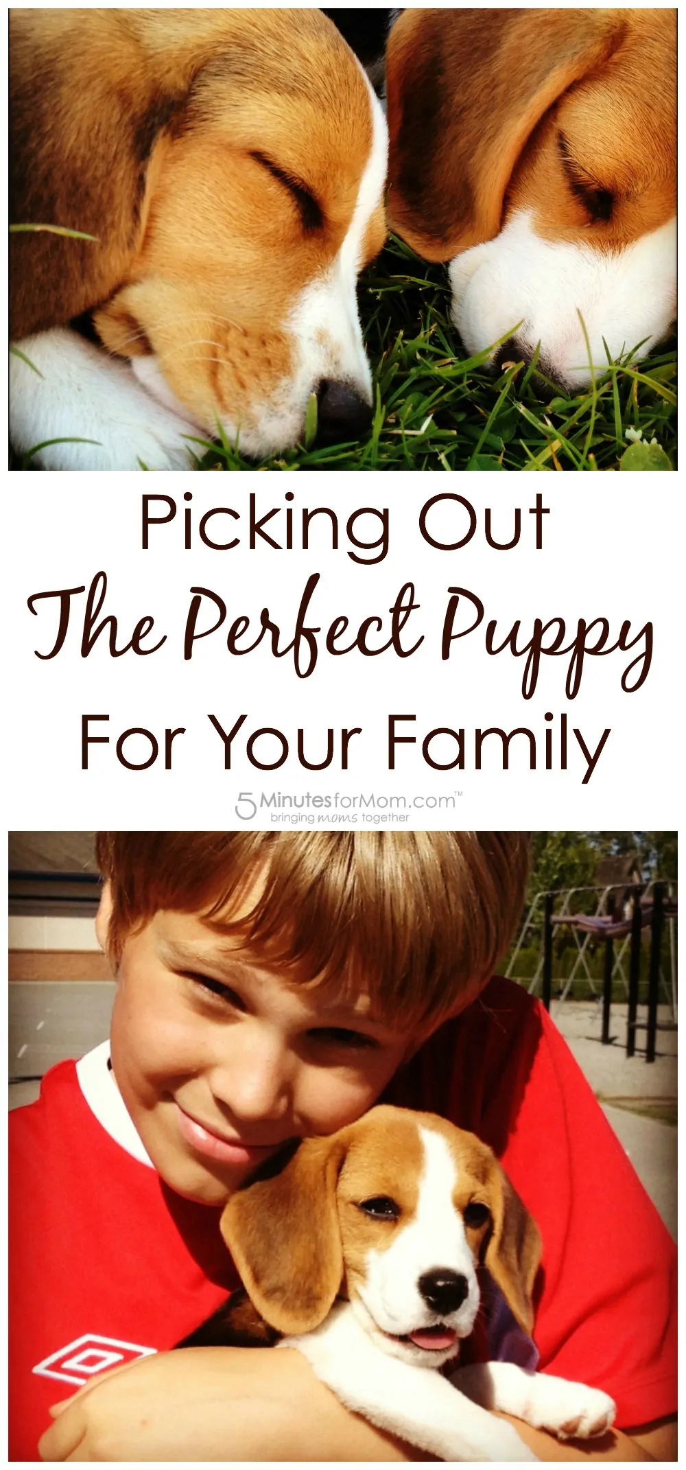 Picking out the perfect puppy for your family