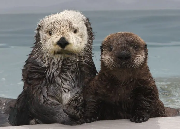 Sea otters are a visitor favorite at the Monterey Bay Aquarium. © Monterey Bay Aquarium