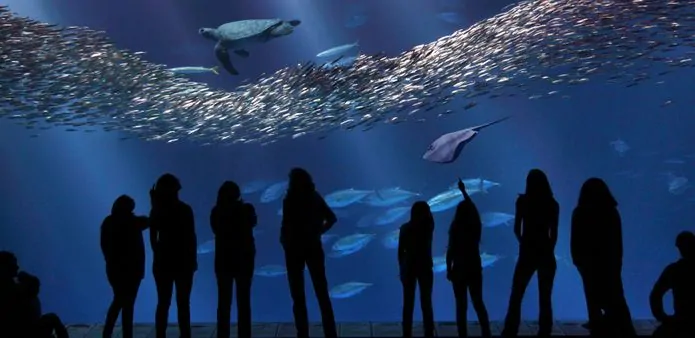 Visitors view the newly renovated Open Sea exhibit at the Monterey Bay Aquarium. © Monterey Bay Aquarium