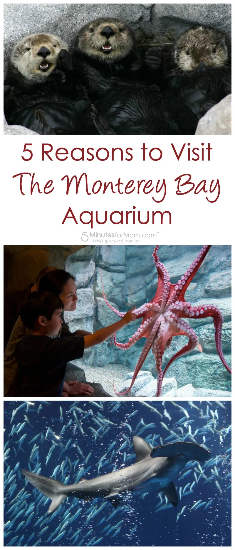 5 Reasons to Visit the Monterey Bay Aquarium