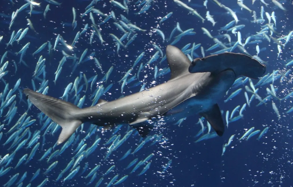 Hammerhead Shark at Monterey Bay Aquarium