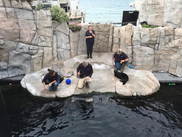 Monterey Bay Aquarium Backstage Sea Otter Training in action